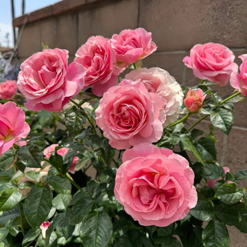 All Dressed Up Rose – A Refined Beauty in the Garden