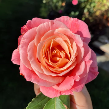 Miss Piggy Rose – A Playful Blend of Pink and Orange with Lasting Charm