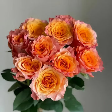 Why the Free Spirit Rose Is a Must-Have for Flower Enthusiasts and Florists Alike
