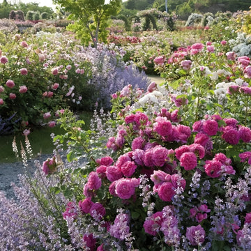 Wynyard Hall Rose Garden: A Garden Dreamer’s Masterpiece of Color, Texture, and Light
