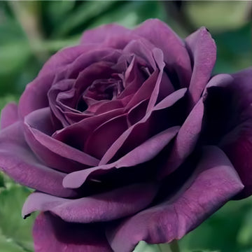 Smokey Eyes Rose