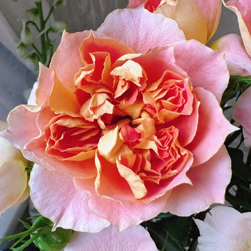 Lanterne Citrouille Rose
