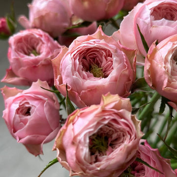 Northanger Abbey Rose