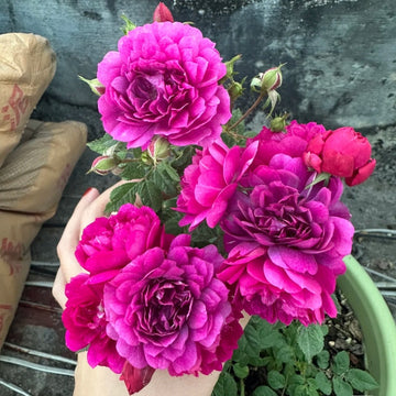 Sweet Chariot Rose