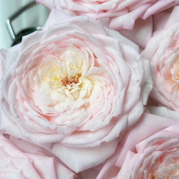 Special Bride Rose