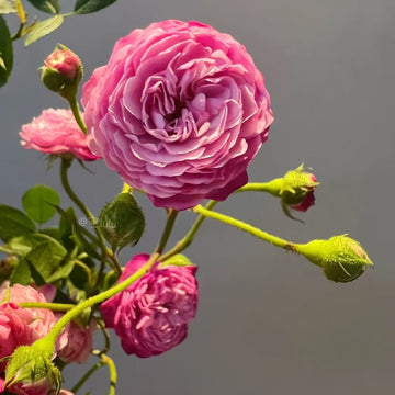 Vineyard Song Rose