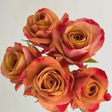 Symbol Rose