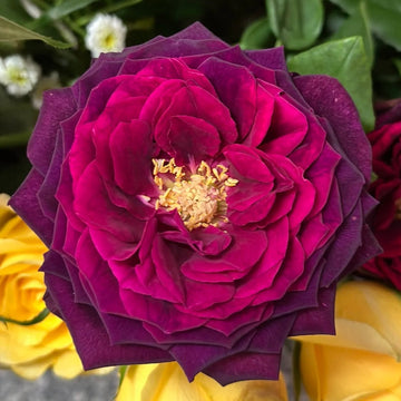 Black Caviar Rose