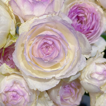 Vesalius Rose