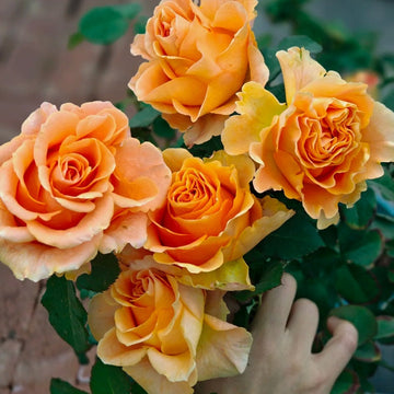 Peach X-pression Rose