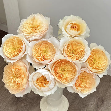 Effie Rose