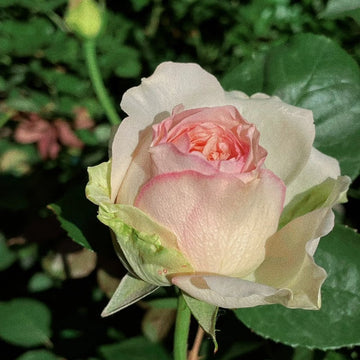 Butterfly Princess Rose