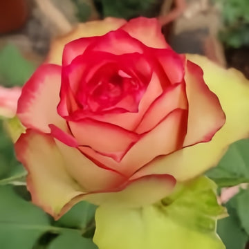 Colour Shell Rose