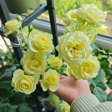 Creamy Eden Rose