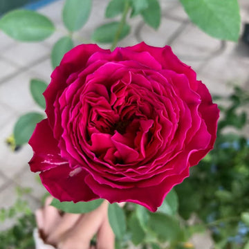 Jardin Parfume Rose