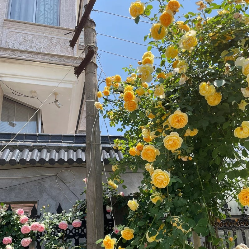 Graham Thomas Rose garden rose with elegant blooms