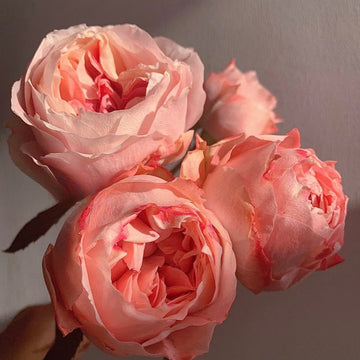 Princess Sakura Rose