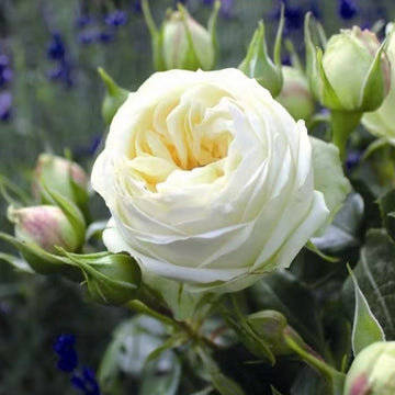 Wedding Piano Rose