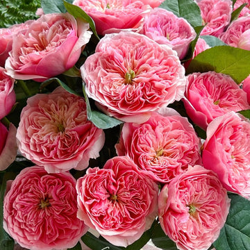 Romeo Rose