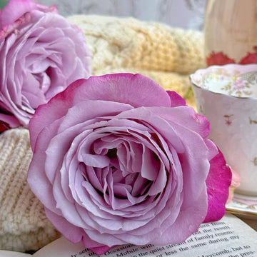 Perfu Purple Rose