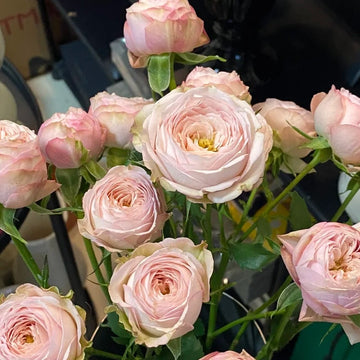 Royal Blush Rose