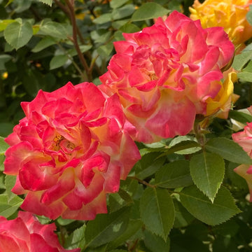 Rainbow’s End, Cl Rose