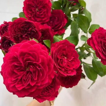 Red Leonardo da Vinci Rose