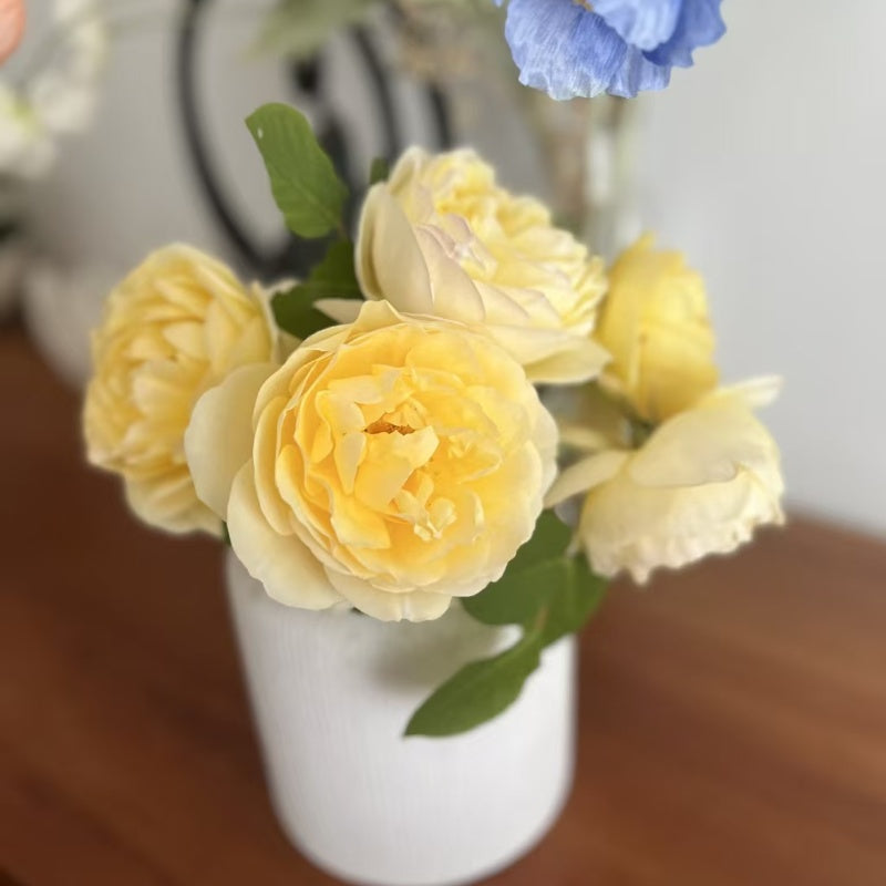 Graham Thomas Rose close-up of densely petaled flower