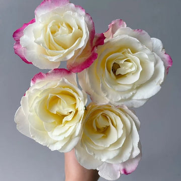 Double Delight Rose