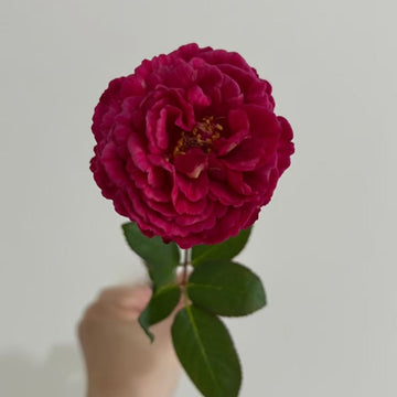 Ligare 230 Rose