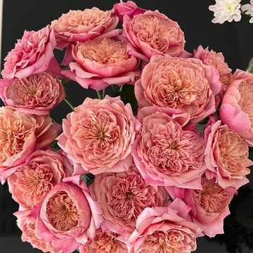 Miyabi Rose