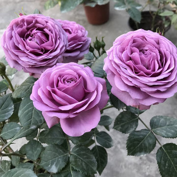 Mercury King Terrazza Rose