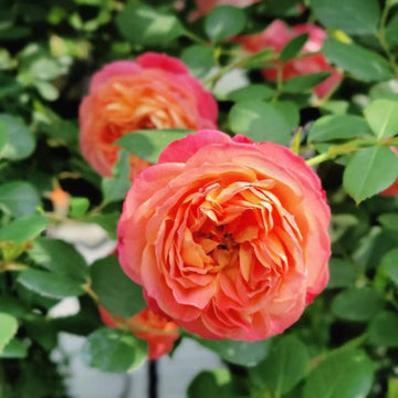Baby Romantica Rose