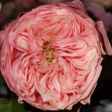 Pin-up Rose