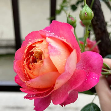 Baby Romantica Cl Rose (also known as Soleil Romantica)