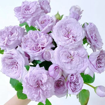 Ilias Rose