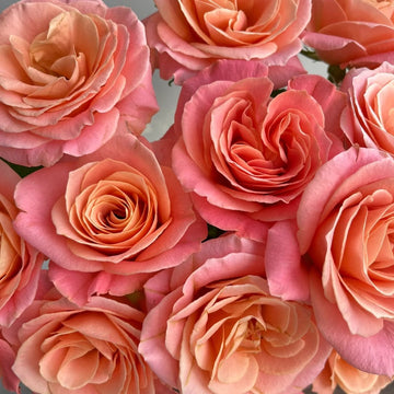 Miss Piggy Rose