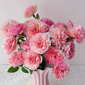 The Alnwick Rose