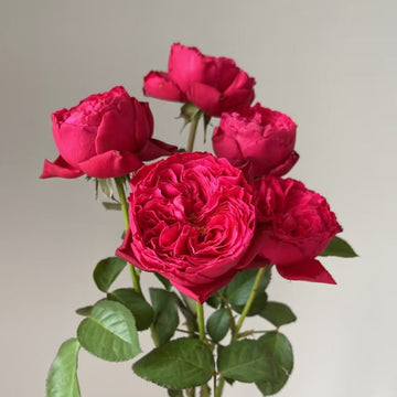 Rouge Royale Rose