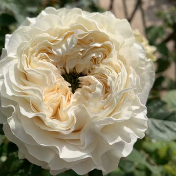 All Four Pure Rose