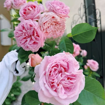Mary Lennox Rose