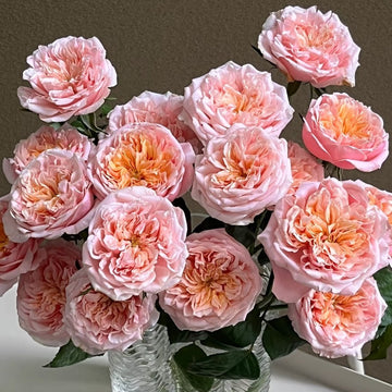 Notting Hill Rose