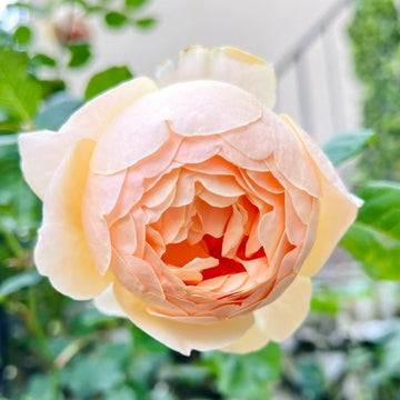 Jude the Obscure Rose