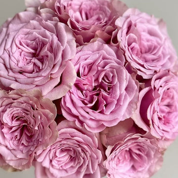 Montmartre Rose