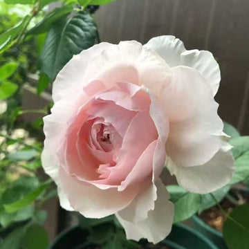 Princess Holly’s Hope Rose