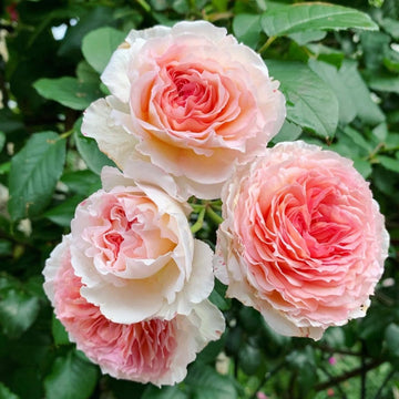 James Galway Rose
