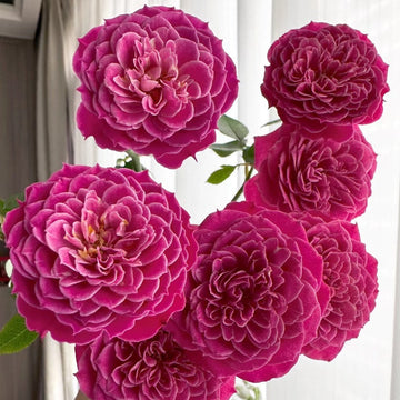 Marriotta Rose