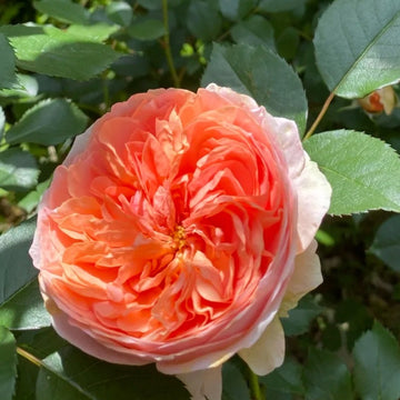 Chippendale Rose
