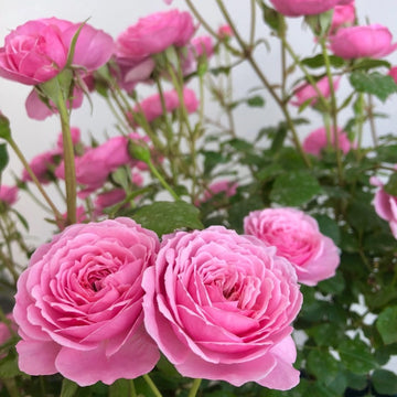 Fée Clochette Rose