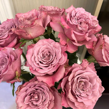 Scenta Rose